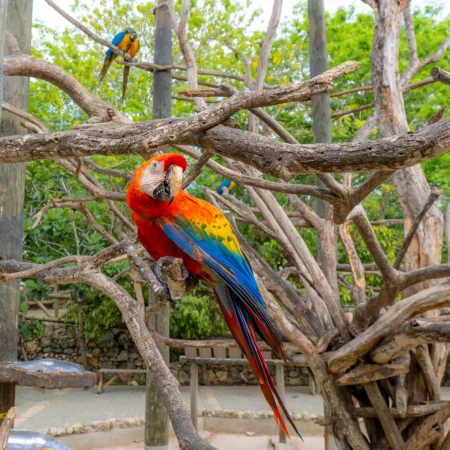 Aviario dapctravel.com 1