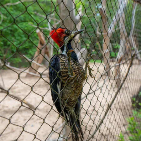 Aviario dapctravel.com 2